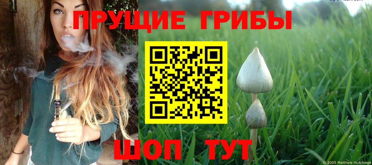 Галлюциногенные грибы Psilocybine cubensis Шебекино